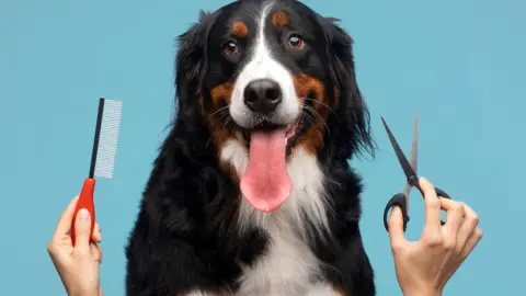 Estética canina – Curso de peluquería canina de cero a profesional 